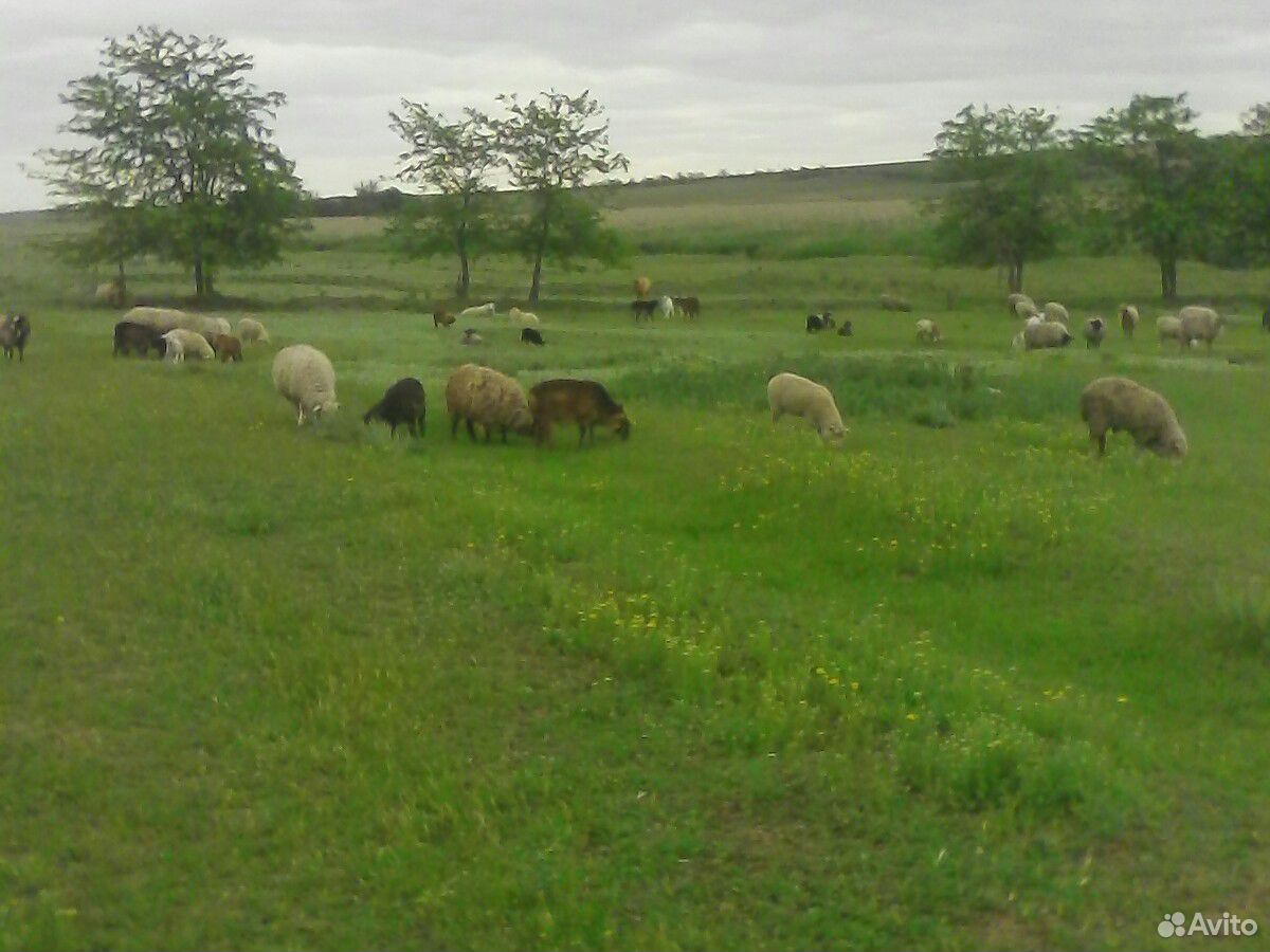 Овцы молодые матки ярки бараны купить на Зозу.ру - фотография № 2