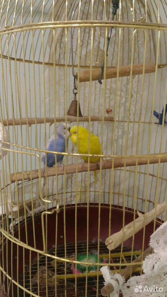 Пару волнистых попугайчиков с клеткой купить на Зозу.ру - фотография № 4
