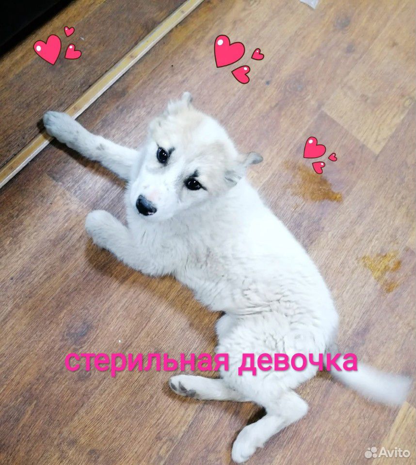 Стерильный щенок купить на Зозу.ру - фотография № 1