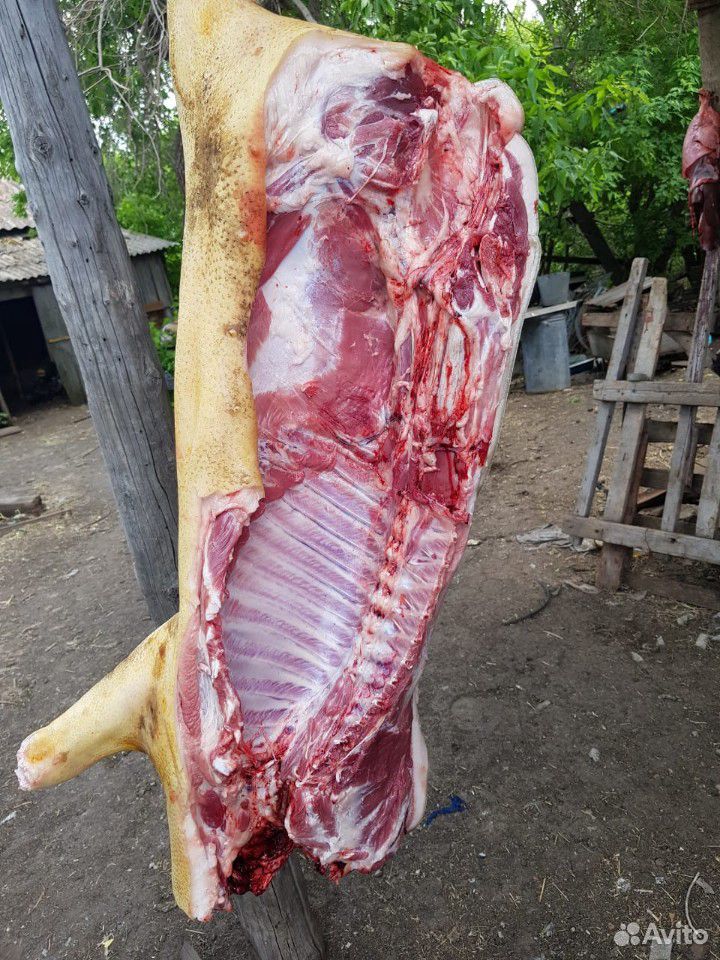 Продаю вьетнамскую свинину, вес 25-30 к купить на Зозу.ру - фотография № 3