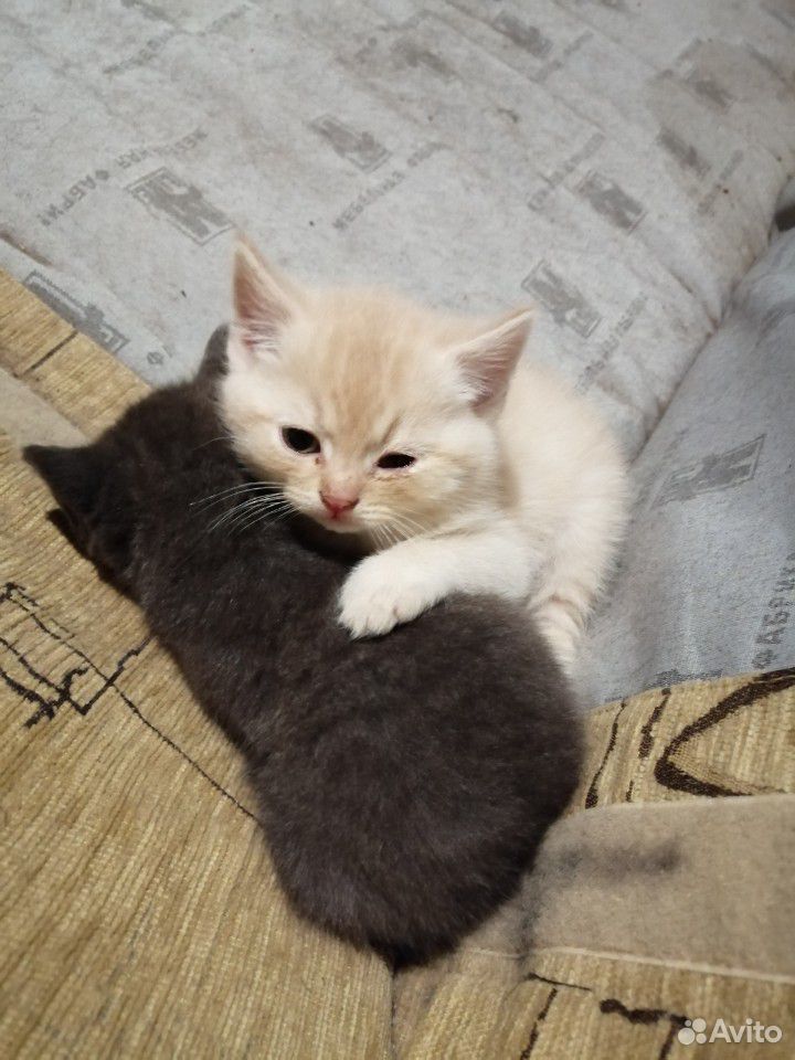 Кот и кошка купить на Зозу.ру - фотография № 7