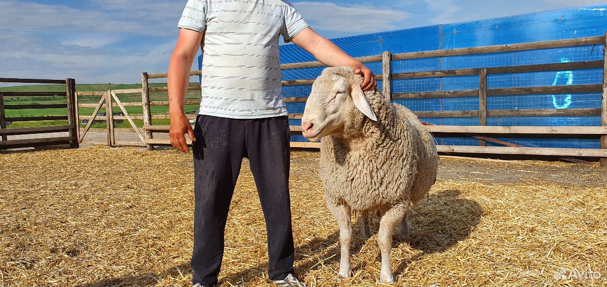 Мериноланд бараны и овцы купить на Зозу.ру - фотография № 7