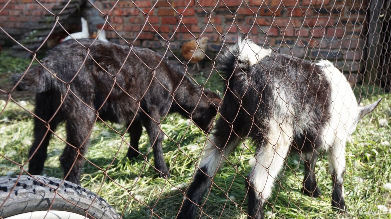 Чешские козочки. Чешско-альпийские козы купить на Зозу.ру - фотография № 4