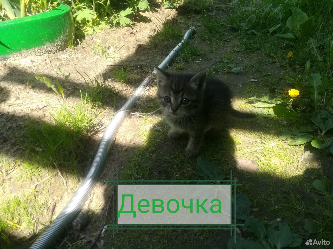 Котята в добрые руки купить на Зозу.ру - фотография № 2