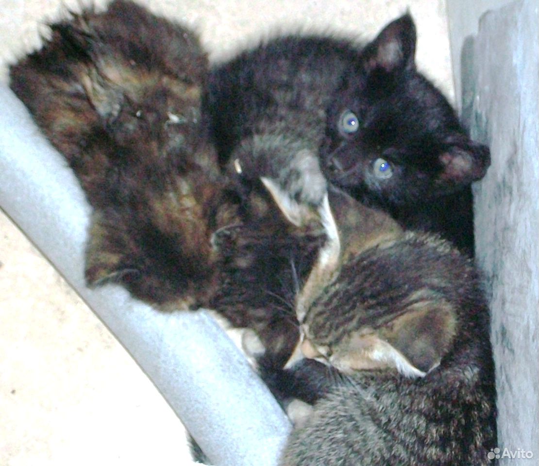 Кошачьи дети - котята купить на Зозу.ру - фотография № 2