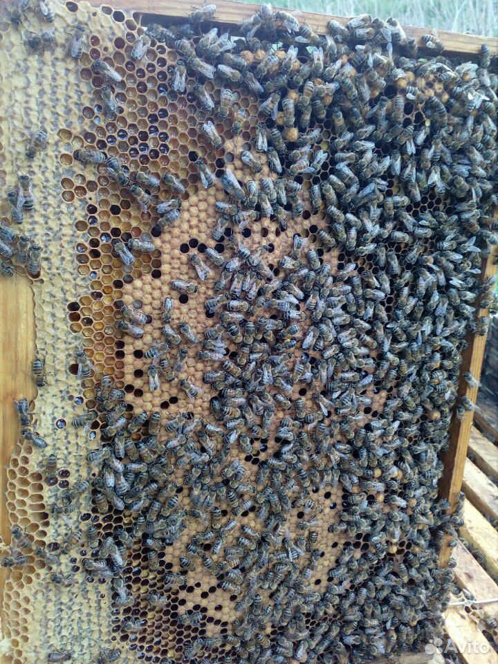 Отводки среднерусской породы пчёл купить на Зозу.ру - фотография № 3