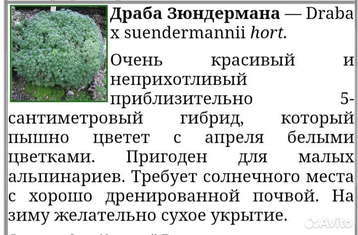 Драба. Растение для альпийской горки купить на Зозу.ру - фотография № 3