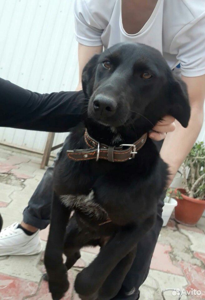 Собака для души купить на Зозу.ру - фотография № 2