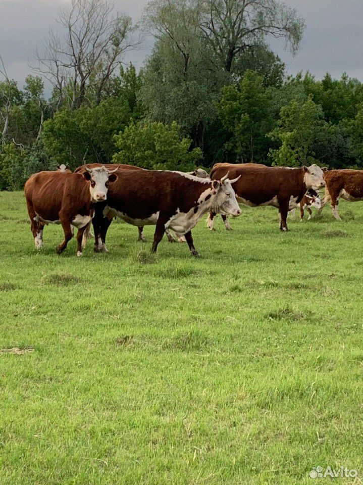 130 коров, быков, теленков купить на Зозу.ру - фотография № 10