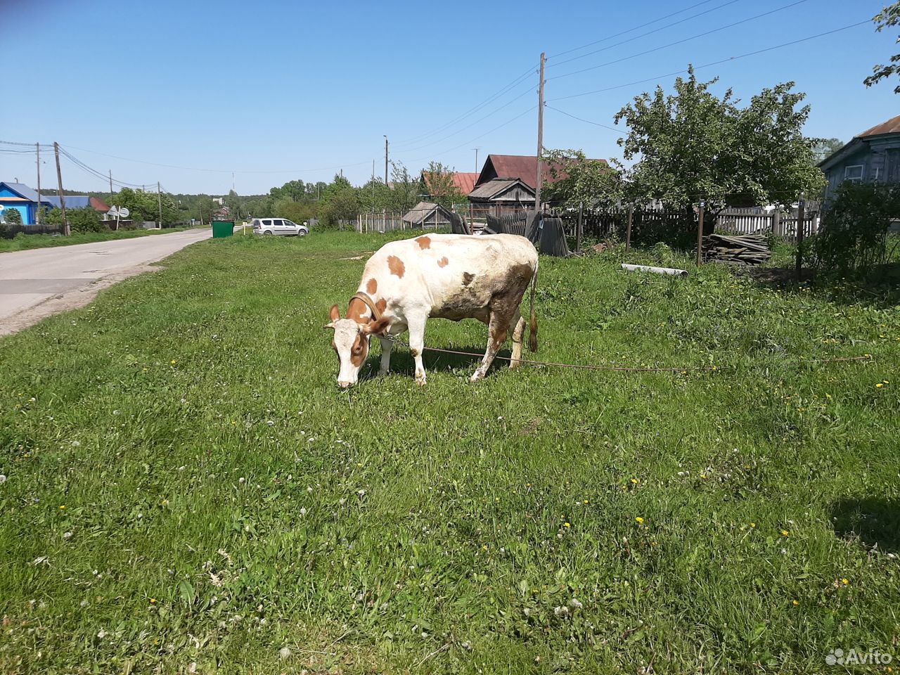 Продаётся корова купить на Зозу.ру - фотография № 1