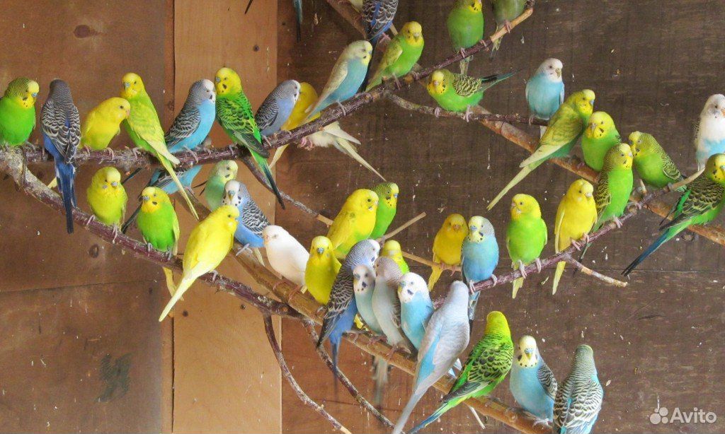Волнистые попугаи разных возрастов купить на Зозу.ру - фотография № 1