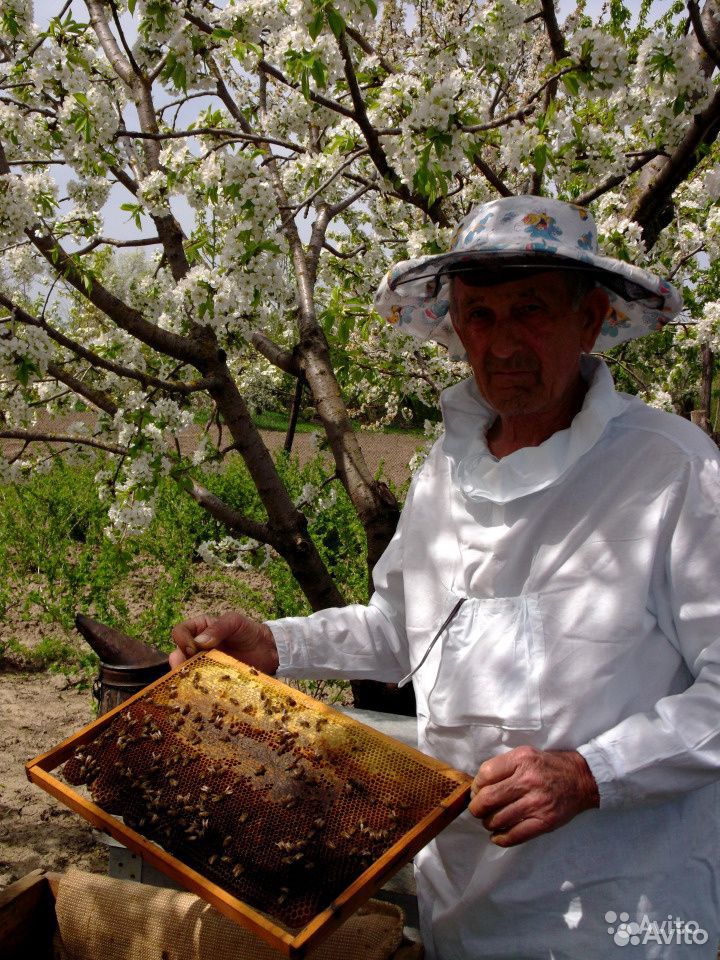 Пчёлы (Карника) купить на Зозу.ру - фотография № 2