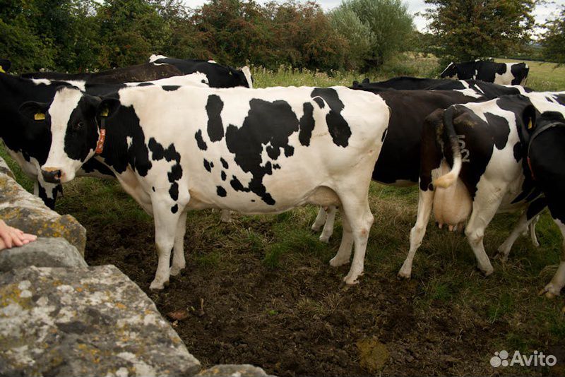 Продается корова и бычок купить на Зозу.ру - фотография № 1