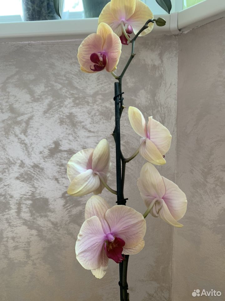 Орхидея фаленопсис, крупное растение купить на Зозу.ру - фотография № 3