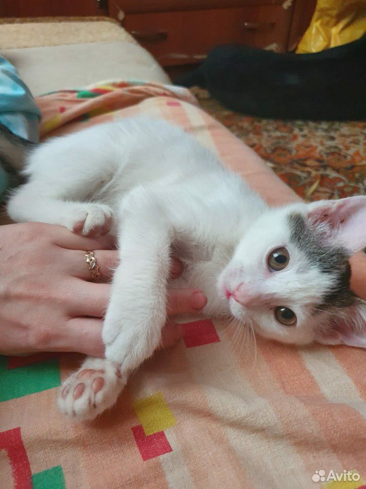 Ласковый котенок купить на Зозу.ру - фотография № 1