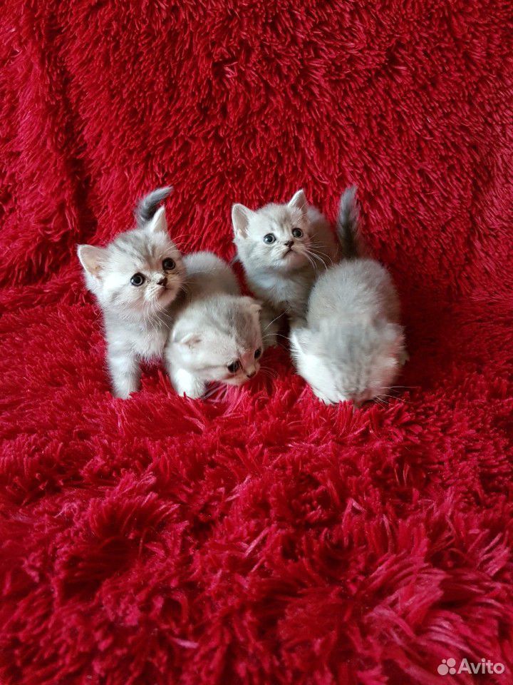 Прекрасные шотландские котята купить на Зозу.ру - фотография № 1