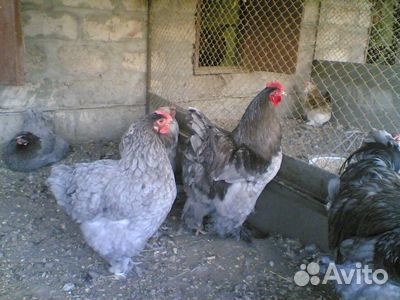 Суточные цыплята кохинхины купить на Зозу.ру - фотография № 1