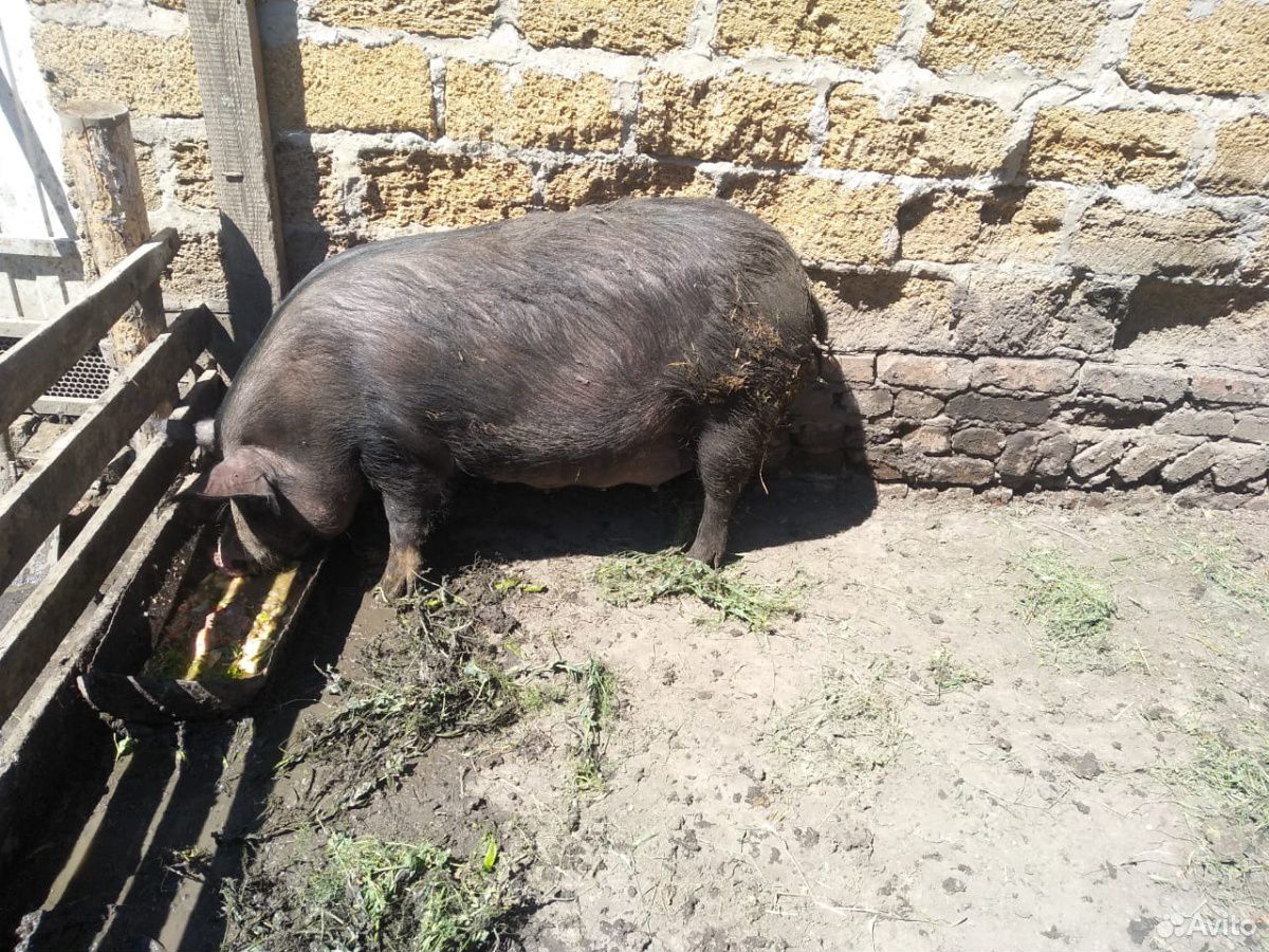 Поросная свинья купить на Зозу.ру - фотография № 2