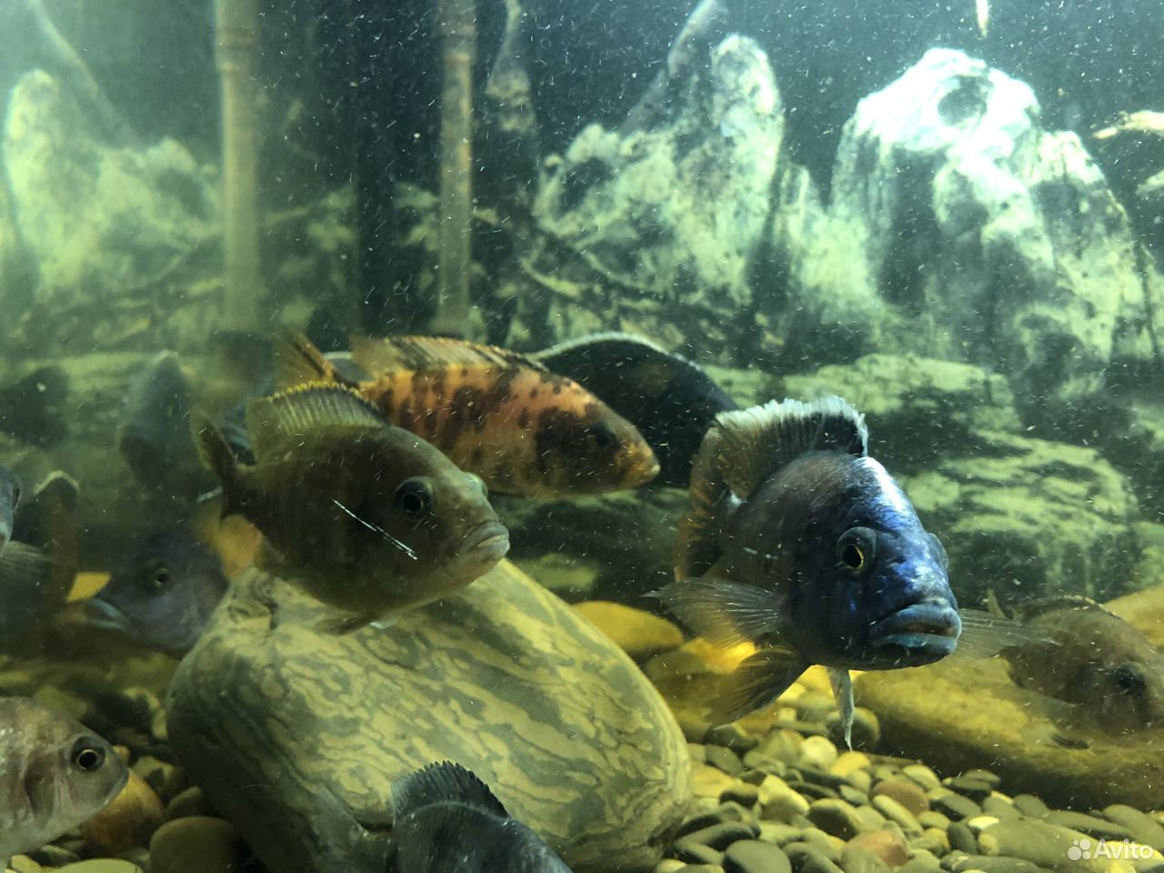 Большой готовый аквариум с рыбками купить на Зозу.ру - фотография № 8