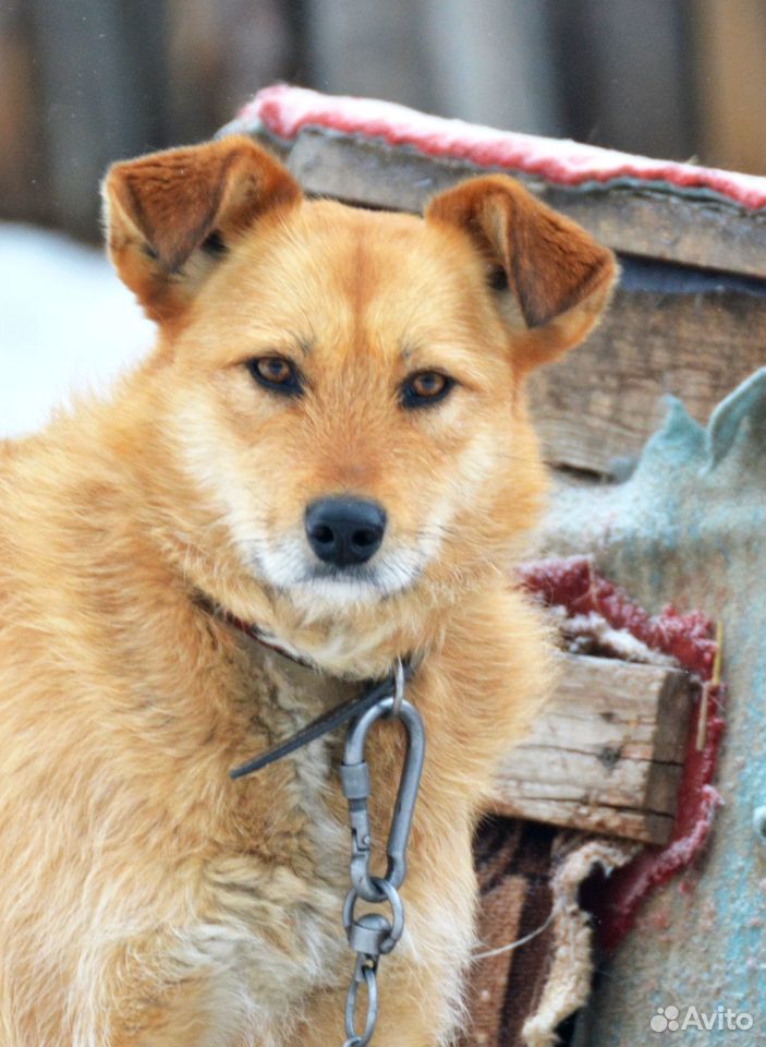 Солнечная собака ищет дом купить на Зозу.ру - фотография № 1