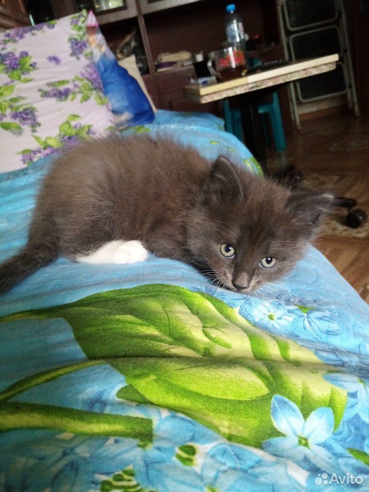 Мейн Кун-котят я купить на Зозу.ру - фотография № 1