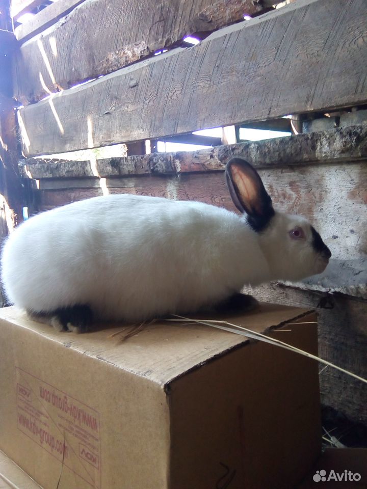 Кролик колифорниец купить на Зозу.ру - фотография № 1