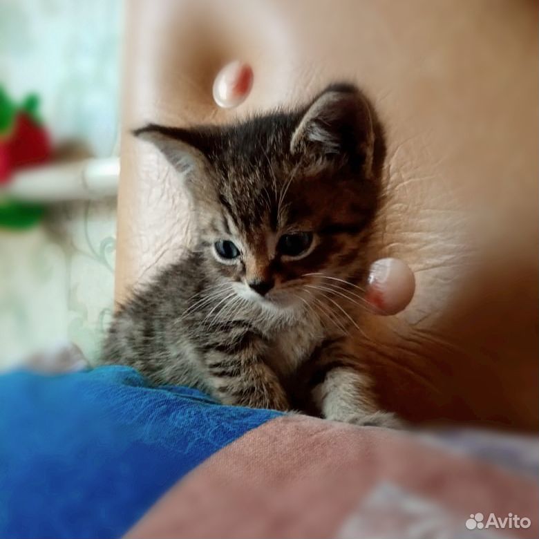 Котик купить на Зозу.ру - фотография № 1