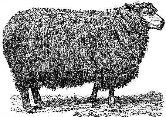 Овца матки купить на Зозу.ру - фотография № 1