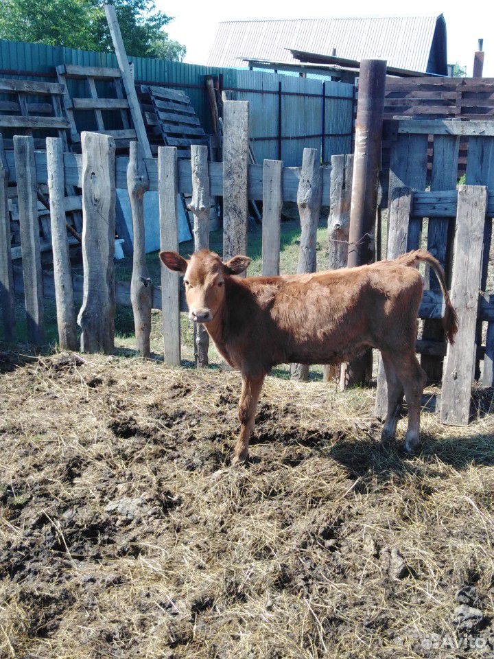 Тёлочка 3 месяца от высокоудойной коровы купить на Зозу.ру - фотография № 4