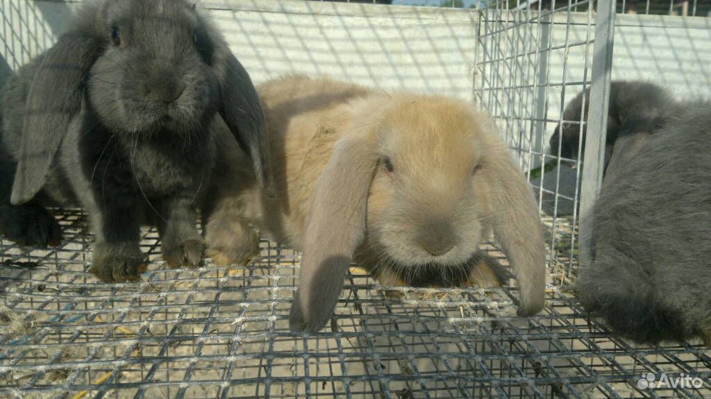 Французский баран кролики купить на Зозу.ру - фотография № 6