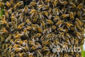 Пчелосемьи, пчелопакеты, матки купить на Зозу.ру - фотография № 1