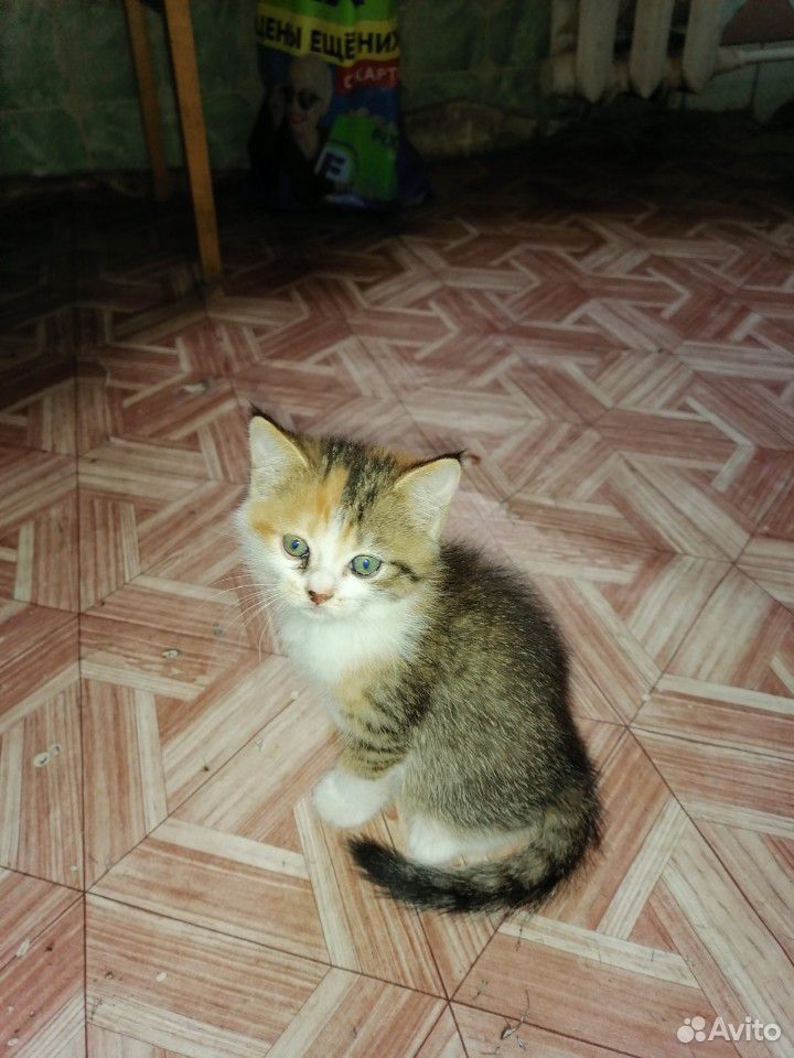 Кошка купить на Зозу.ру - фотография № 4