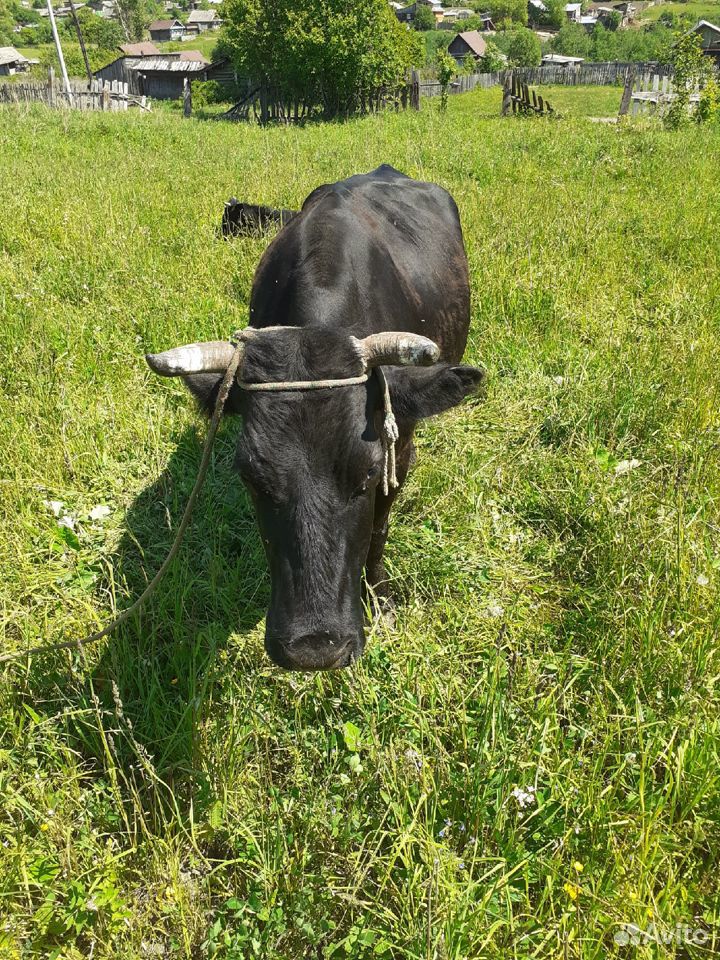 Продам корову купить на Зозу.ру - фотография № 2