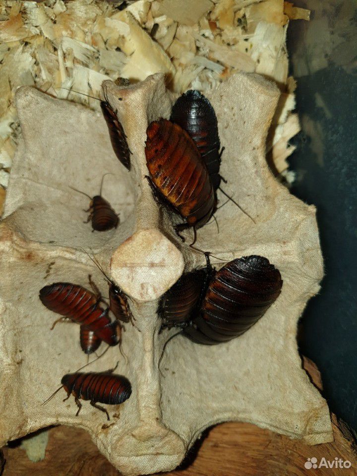 Мадагаскарские тараканы купить на Зозу.ру - фотография № 5