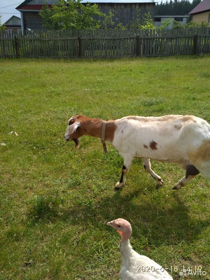 Нубийская процентная коза купить на Зозу.ру - фотография № 2