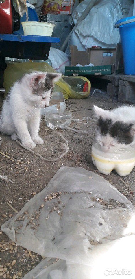 Коты купить на Зозу.ру - фотография № 3