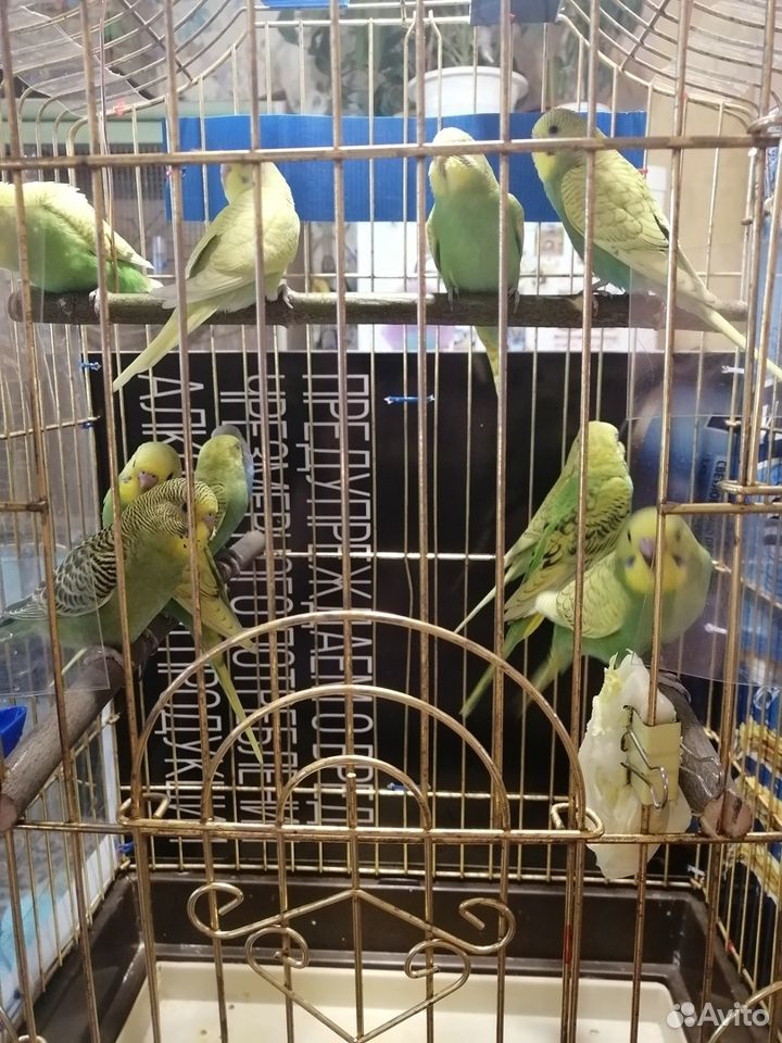 Продаются волнистые попугайчики апрельский выводок купить на Зозу.ру - фотография № 3