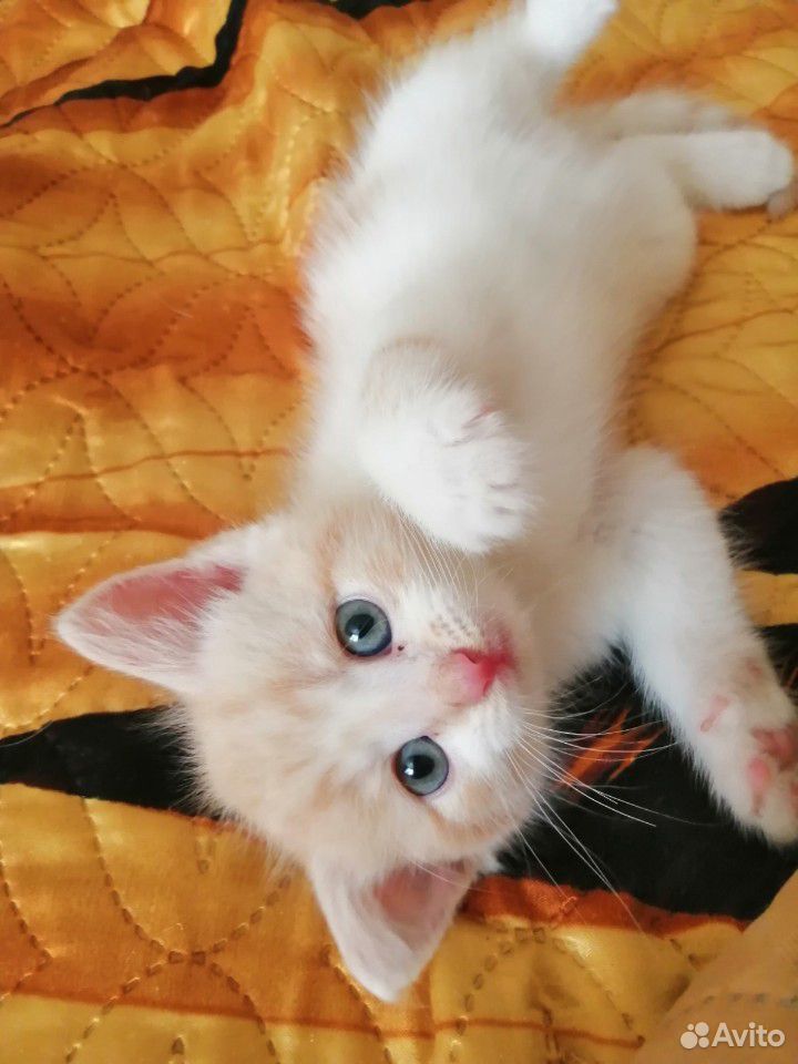 Милые котята которые принесут счастье в ваш дом купить на Зозу.ру - фотография № 3