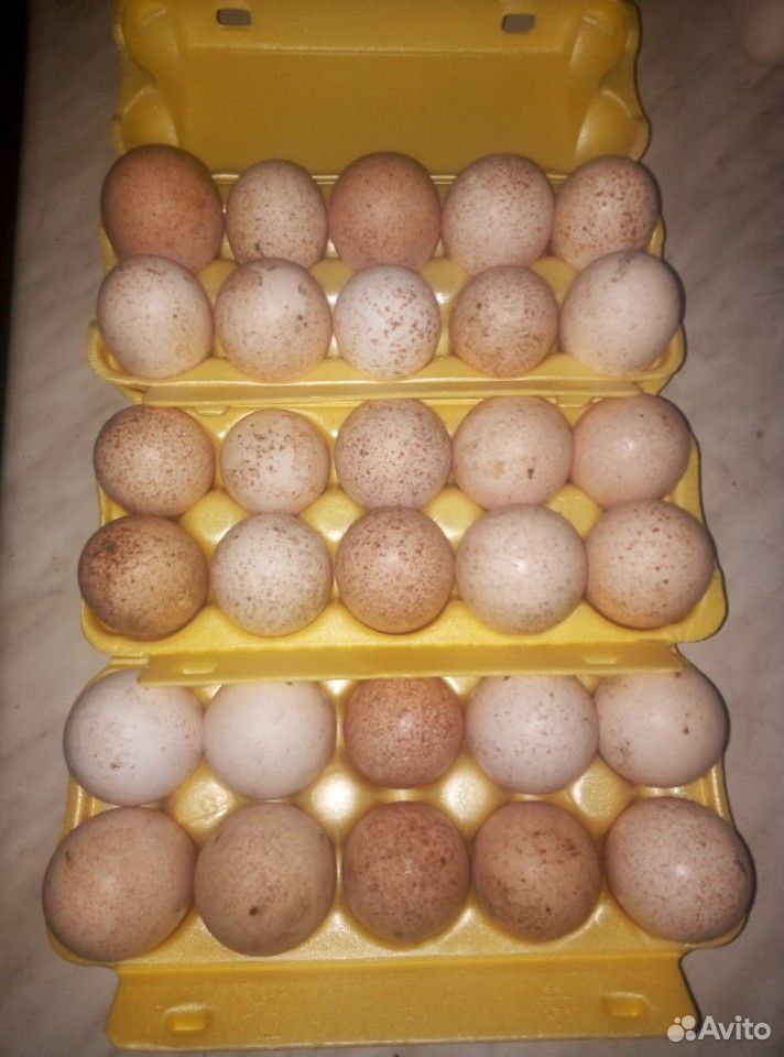 Столовое яйцо домашней индейки купить на Зозу.ру - фотография № 1