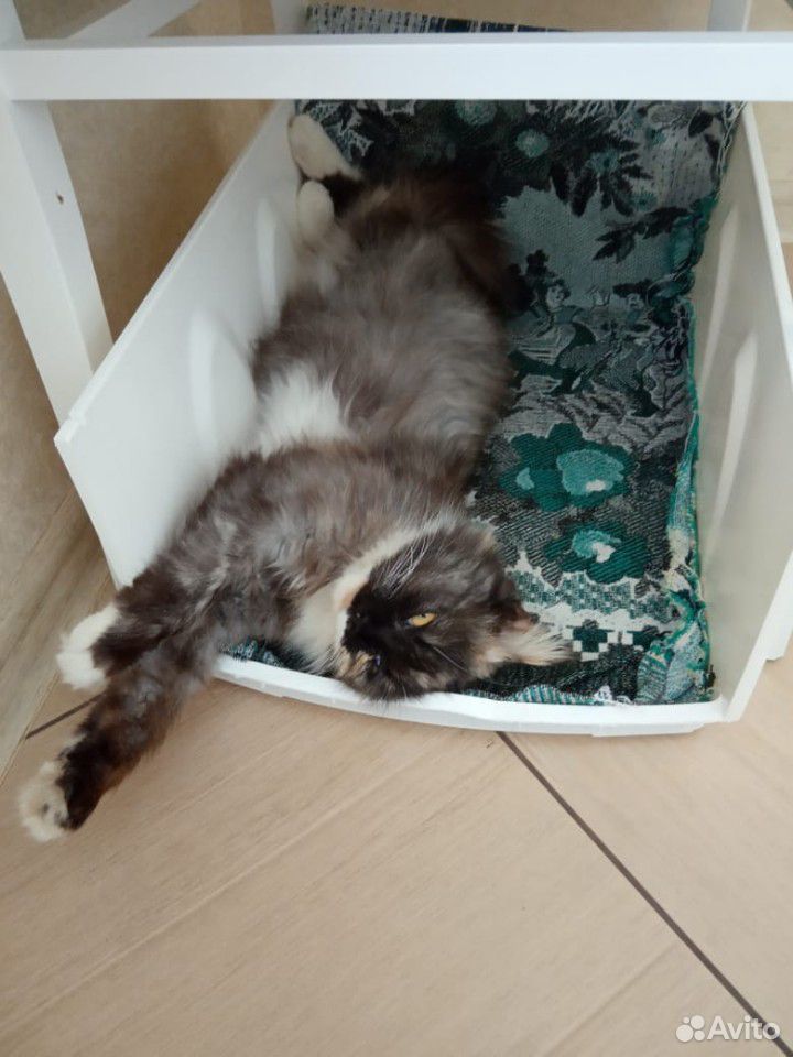 Кошка купить на Зозу.ру - фотография № 3