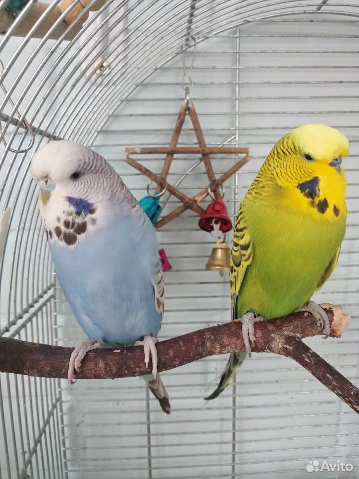 Пара выставочных волнистых попугаев, ввп чех купить на Зозу.ру - фотография № 3