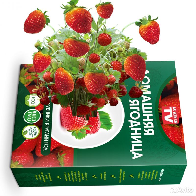 Домашний урожай Голландская Клубника, набор для вы купить на Зозу.ру - фотография № 1