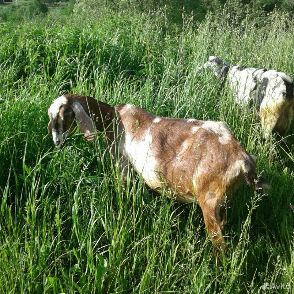 Нубийская коза купить на Зозу.ру - фотография № 1