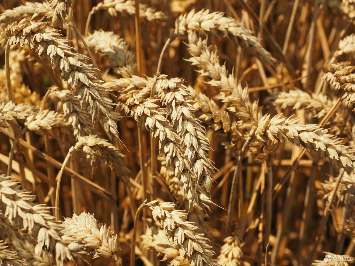 Ячмень, пшеница купить на Зозу.ру - фотография № 3