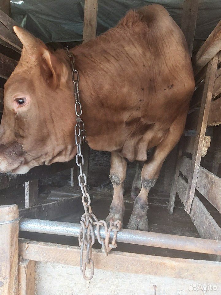 Домашние быки на мясо купить на Зозу.ру - фотография № 9