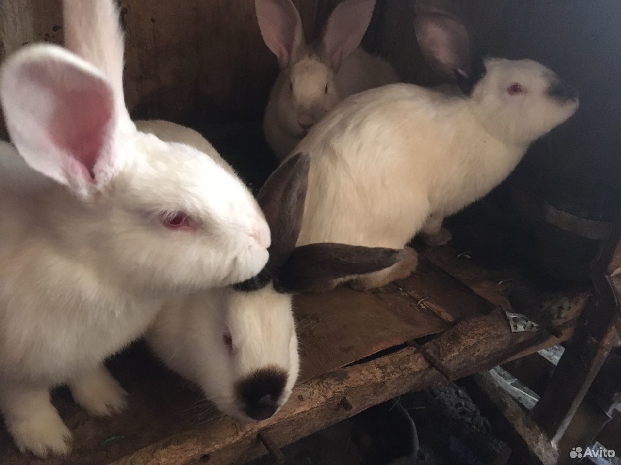 Кролики «калифорнийцы» купить на Зозу.ру - фотография № 1