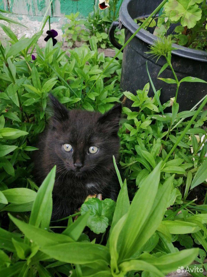 Чёрный коток 2 месяца купить на Зозу.ру - фотография № 2