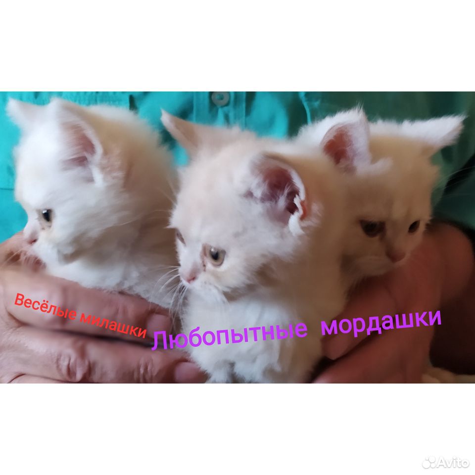 Осталось два котёнка, британцы купить на Зозу.ру - фотография № 3