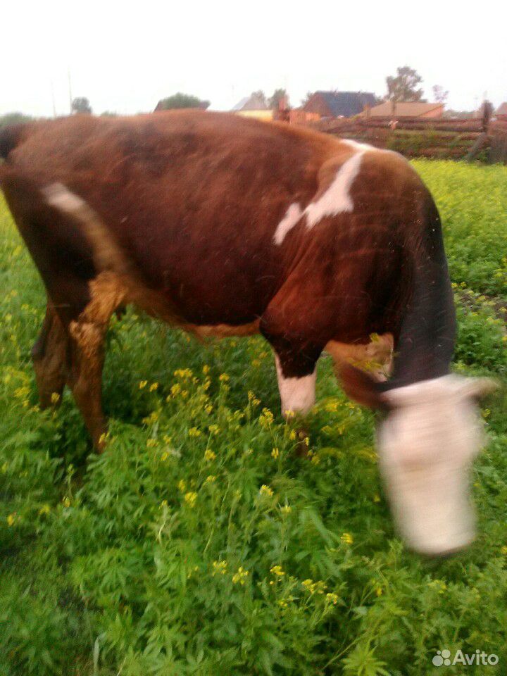 Теленок с коровой телочка около трех месяцев подсо купить на Зозу.ру - фотография № 2