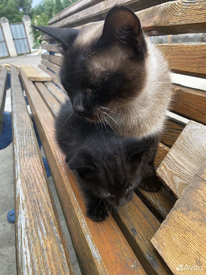 Котята сиамской кошки купить на Зозу.ру - фотография № 5